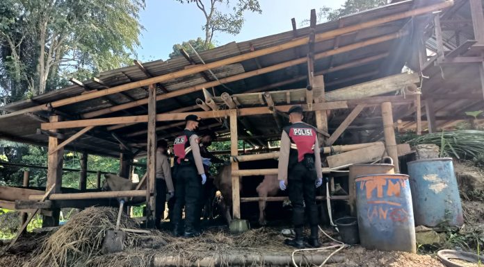 Patroli PMK Sat Samapta Temukan 1 Hewan Sakit, Paramedik Kesehatan Hewan Tana’ Toraja Tindak Lanjuti