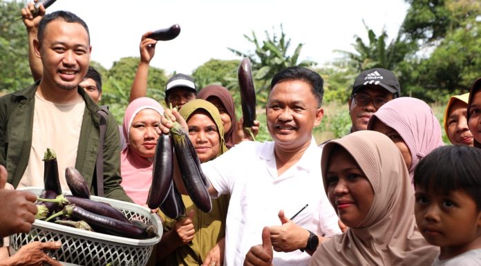 Bupati Bantaeng Dr.H. Ilham Syah Azikin Panen Terong Ungu di Kaloling, Bantu Petani Dua Unit Hans Sprayer