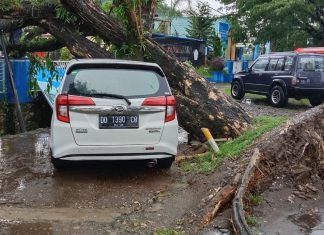 Gegara Hujan Lebat Dan Angin Kencang Akibatkan Pohon Tumbang, Timpa Satu Mobil Di Depan Diknas Kabupaten Pangkep