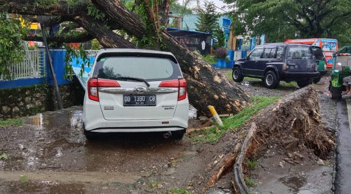 Gegara Hujan Lebat Dan Angin Kencang Akibatkan Pohon Tumbang, Timpa Satu Mobil Di Depan Diknas Kabupaten Pangkep