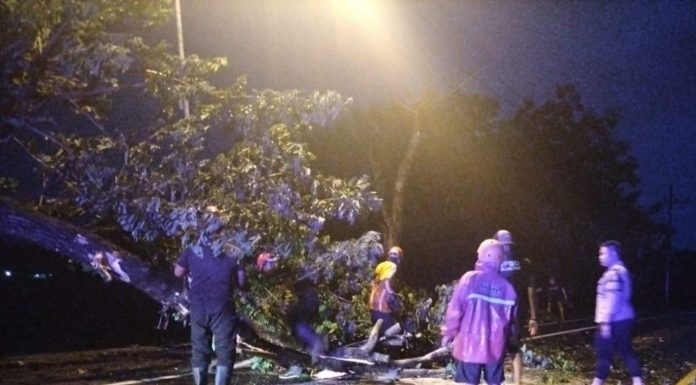 Hujan Angin Tumbangkan Pohon Peneduh di Ring Road Ngawi