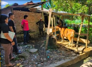 Polres Tana Toraja dari Tim Gabungan Resmob dan Polsek Saluputti Sukses Ungkap Kasus Pencurian Sapi Yang Resahkan Warga