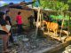Polres Tana Toraja dari Tim Gabungan Resmob dan Polsek Saluputti Sukses Ungkap Kasus Pencurian Sapi Yang Resahkan Warga