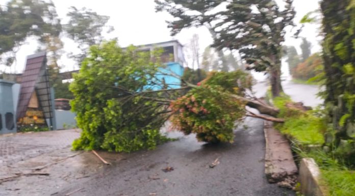 Digempur Hujan dan Angin, Pohon Bertumbangan di Wilayah Magetan Jawa Timur