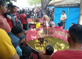 Riuhnya Menyaksikan Hobi Laki-laki Ngabar Adu Ayam Jago di Pasar Manuk Madiun