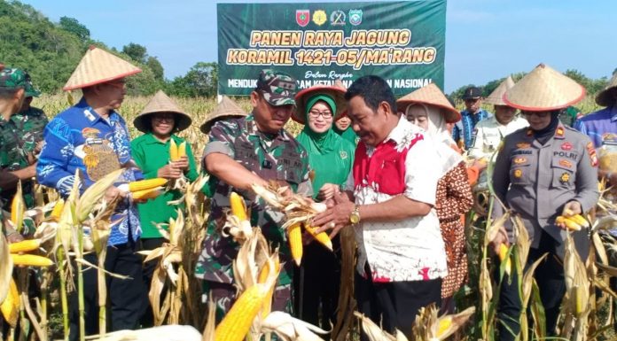 Dandim 1421/Pangkep Panen Raya Jagung Bersama Kelompok Tani, Dalam Rangka Tingkatkan Ketahanan Pangan