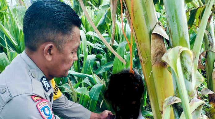 Miris, Seorang Kakek Umur 70 Tahun Akhiri Hidup Dengan Gantung Diri di Pohon Pidang