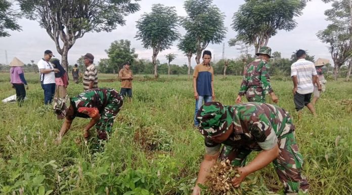 Kodim 1421/Pangkep Dukung Ketahanan Pangan Melalui Panen Kacang Tanah Bersama Kelompok Tani