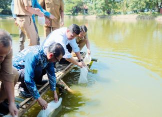 Difungsikan Kembali, Bupati Uji Nurdin Lepas 25.000 Benih Ikan Bandeng di Empang Marina Bantaeng