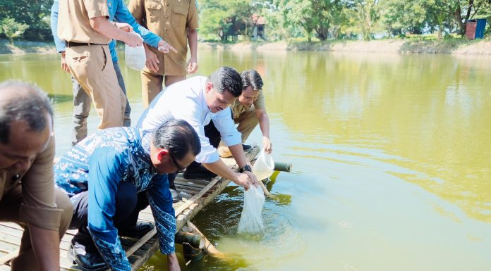 Difungsikan Kembali, Bupati Uji Nurdin Lepas 25.000 Benih Ikan Bandeng di Empang Marina Bantaeng