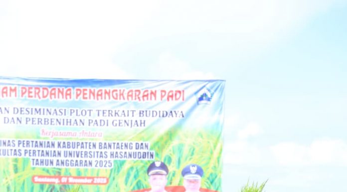 Wabup Bantaeng: Padi Genjah Jadi Solusi Tingkatkan Produksi dan Ketahanan Pangan di Bantaeng