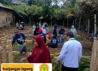 Penyuluh Pertanian Kecamatan Alla dan TP PKK Alla Perkuat Ketahanan Pangan Melalui Pembenahan Kebun Percontohan di Desa Sumillan